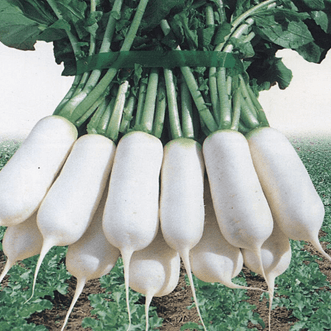 Kings Seeds Vegetables Radish Jin Mat F1