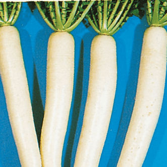 Kings Seeds Vegetables Radish Minowase Long White F1