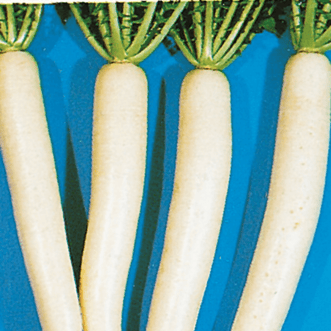 Kings Seeds Vegetables Radish Minowase Long White F1