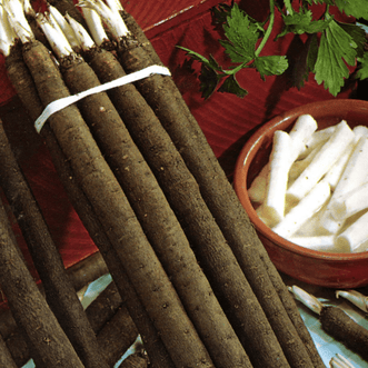 Kings Seeds Vegetables Salsify Black Scorzonera