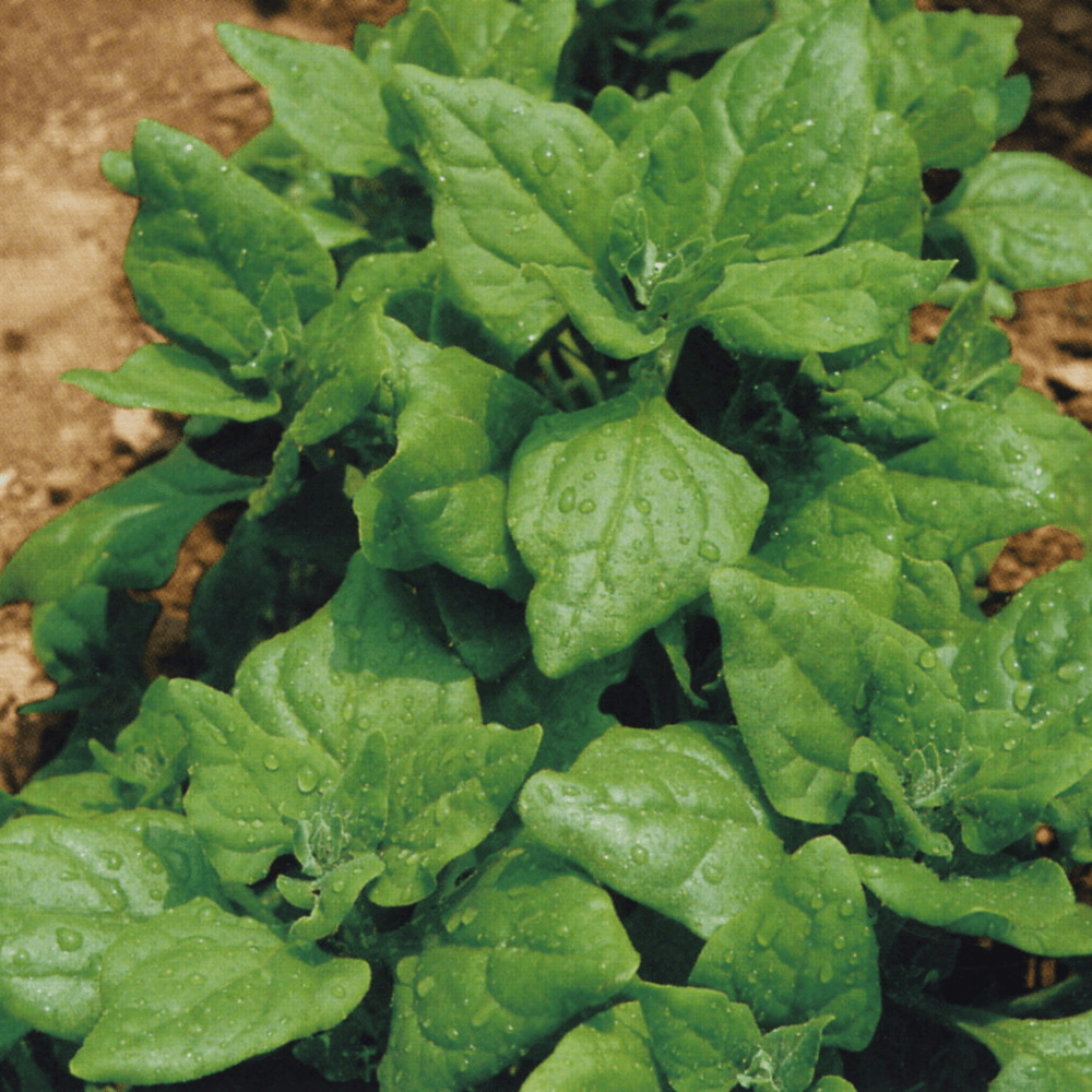 Buy Spinach New Zealand by Kings Seeds online Kings Seeds NZ