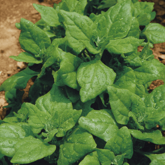 Kings Seeds Vegetables Spinach New Zealand