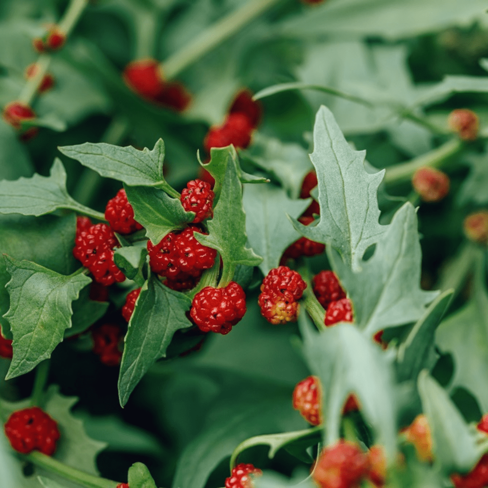 strawberry seeds nz Buy Spinach Strawberry by Kings Seeds NZ online