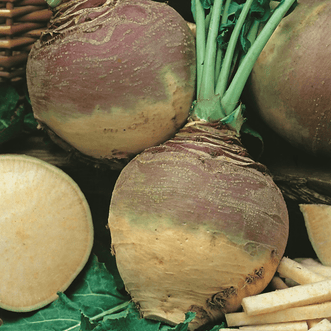 Kings Seeds Vegetables Swede Champion Purple Top