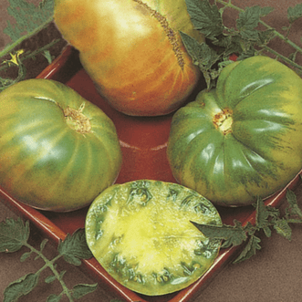 Kings Seeds Vegetables Tomato Aunt Ruby's German Green