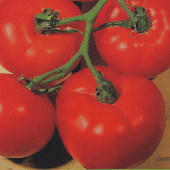 Kings Seeds Vegetables Tomato Best Boy Bush F1