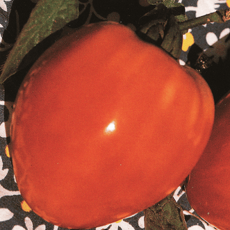 Kings Seeds Vegetables Tomato Oxheart