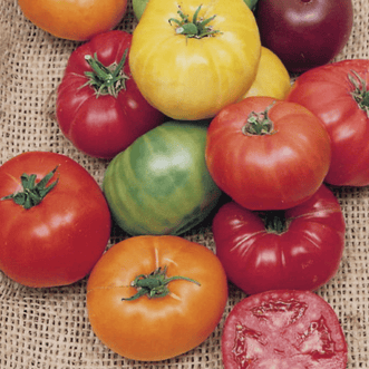 Kings Seeds Vegetables Tomato Rainbow Blend