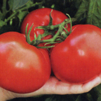 Kings Seeds Vegetables Tomato Thessaloniki