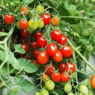 Kings Seeds Vegetables Tomato Fantastico F1