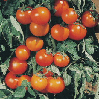 Kings Seeds Vegetables Tomato Orange Cherry F1