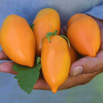 Kings Seeds Vegetables Tomato Orange Icicle