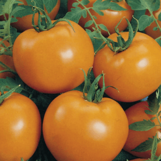 Kings Seeds Vegetables Tomato Jaune Flamme
