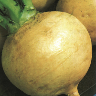 Kings Seeds Vegetables Turnip Golden Ball