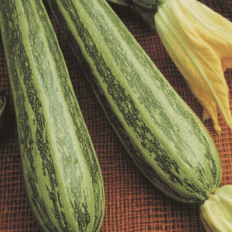 Kings Seeds Vegetables Zucchini Cocozelle